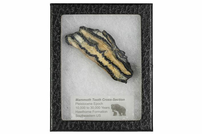 Mammoth Molar Slice With Case - South Carolina #106421
